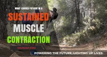 Understanding Muscle Fatigue: Causes Behind Sustained Contraction Exhaustion