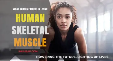 Unraveling the Causes of Fatigue in Human Skeletal Muscle