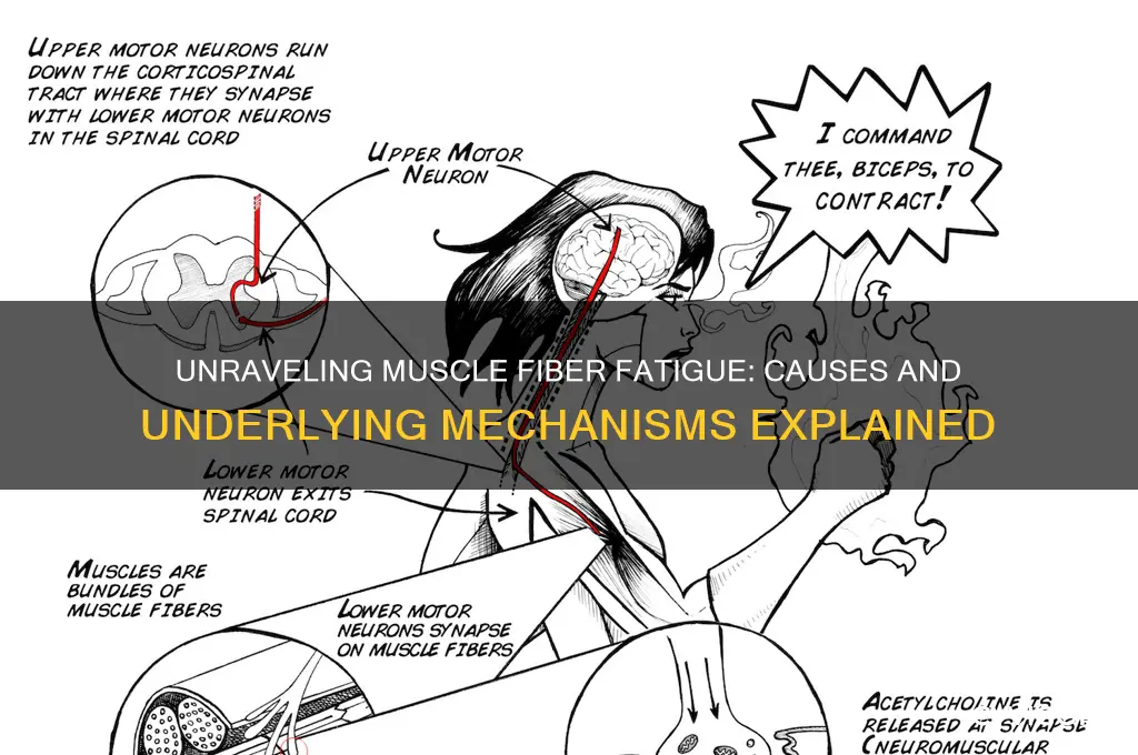 what causes fatigue in muscles fibers
