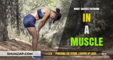 Unraveling Muscle Fatigue: Causes and Mechanisms Behind Exhaustion