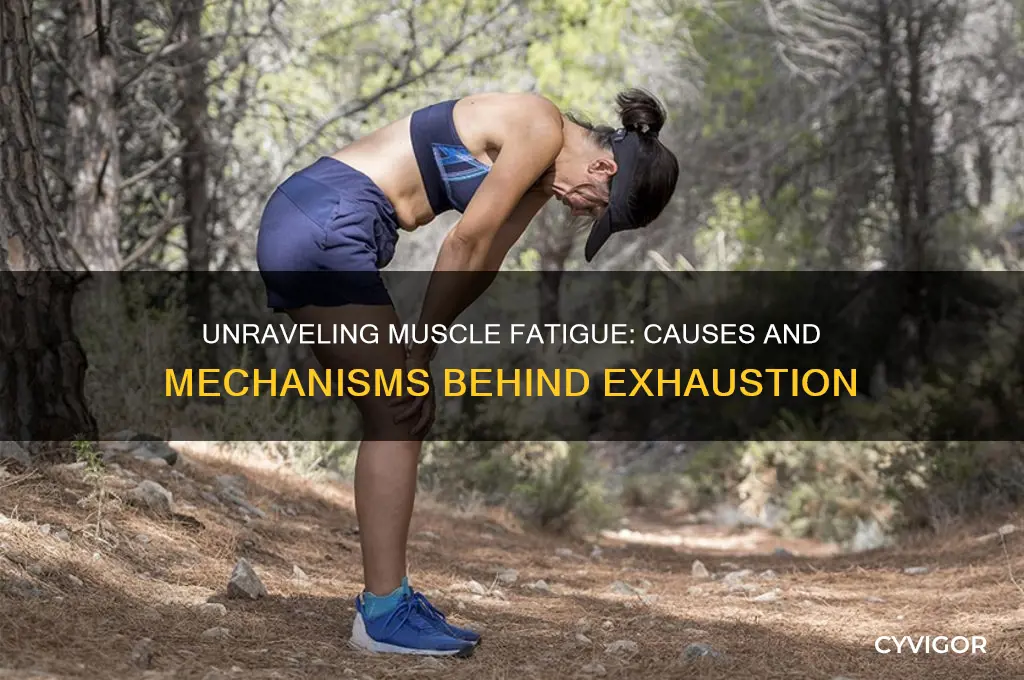 what causes fatigure in a muscle