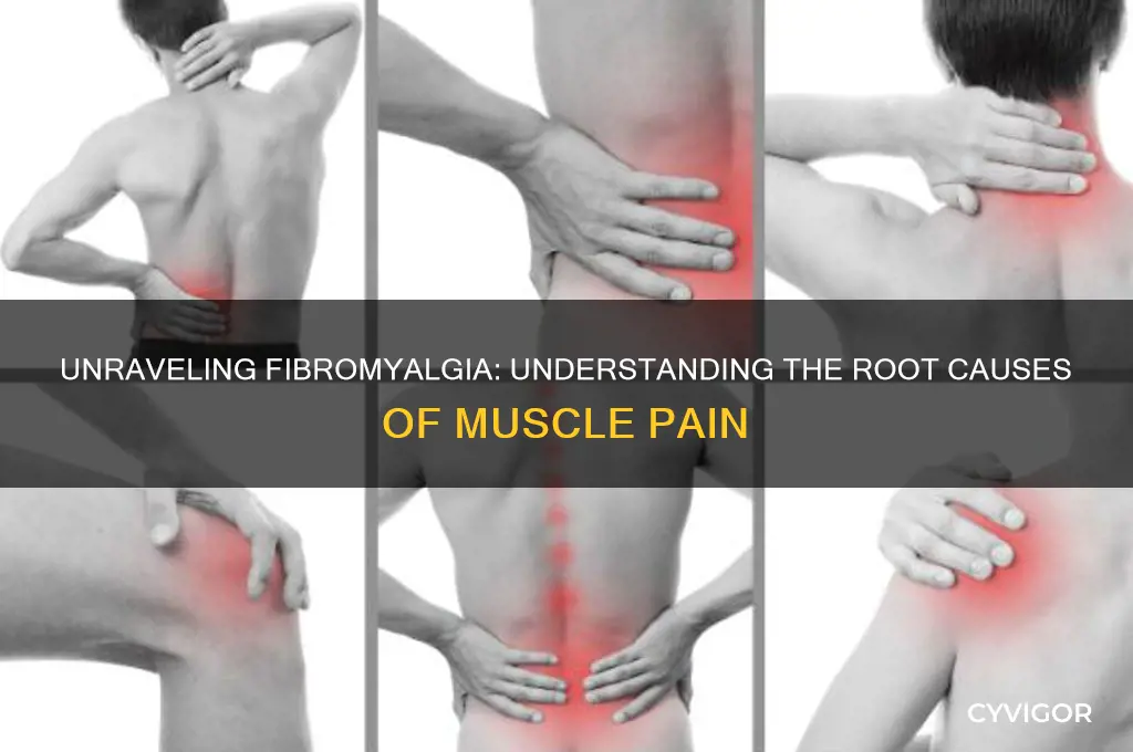 what causes fibromyalgia muscle pain