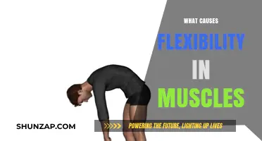 Understanding Muscle Flexibility: Factors That Influence Range of Motion