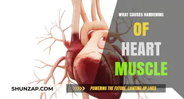 Understanding the Causes of Heart Muscle Hardening: Key Factors Explained