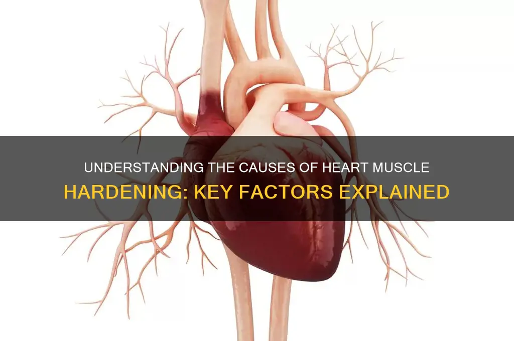 what causes hardening of heart muscle