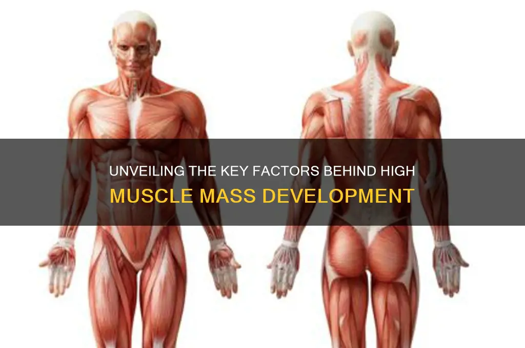what causes high muscle mass