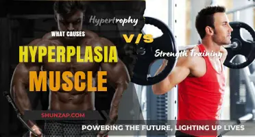 Understanding Hyperplasia: What Triggers Muscle Cell Growth and Expansion
