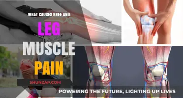 Understanding Knee and Leg Muscle Pain: Common Causes and Solutions