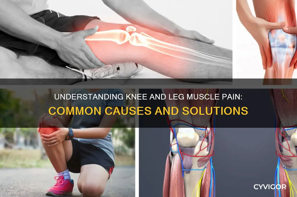 what causes knee and leg muscle pain