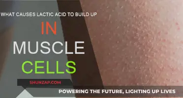Lactic Acid Buildup: Understanding the Causes and Muscle Cell Impacts