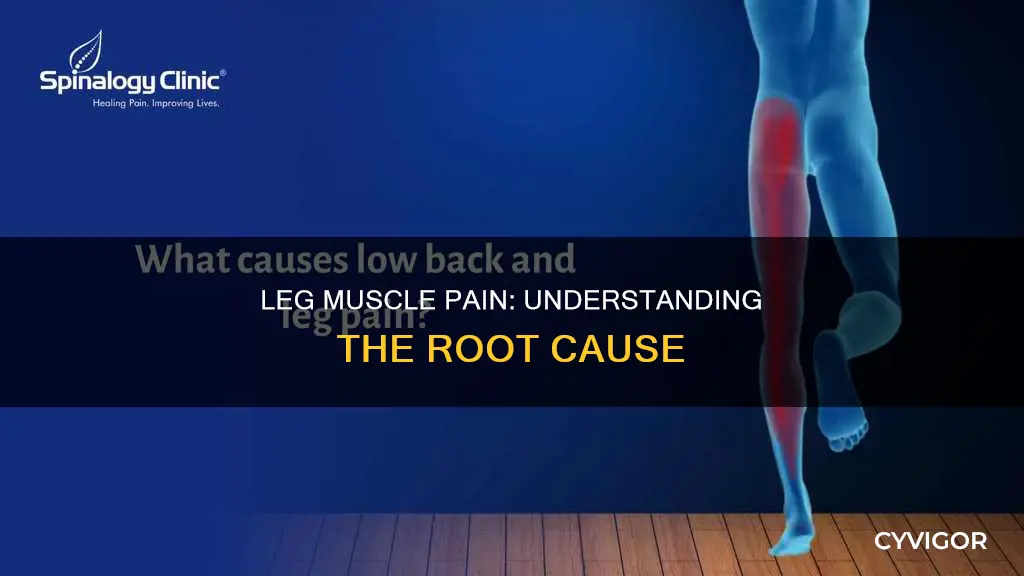 what causes leg muscle pain