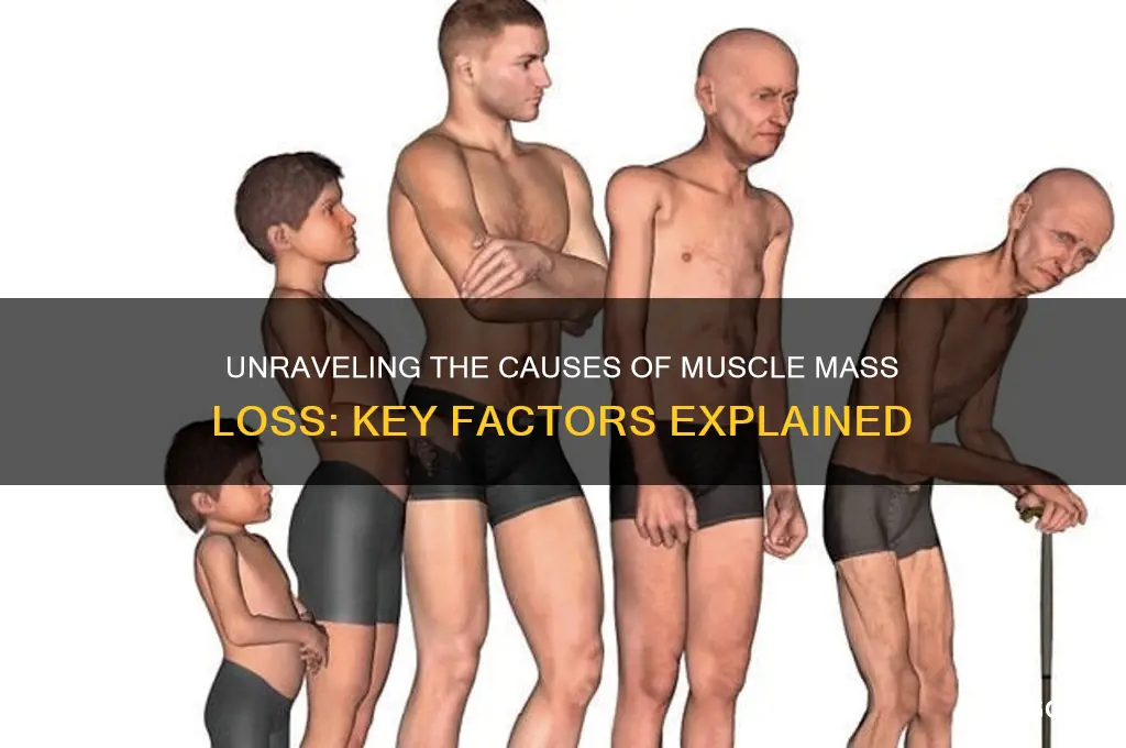 what causes losing muscle mass