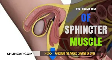 Understanding the Causes of Sphincter Muscle Weakness and Loss