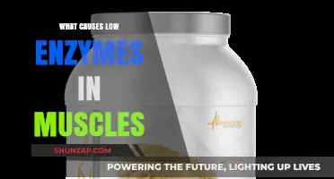 Understanding Low Enzyme Levels in Muscles: Causes and Implications