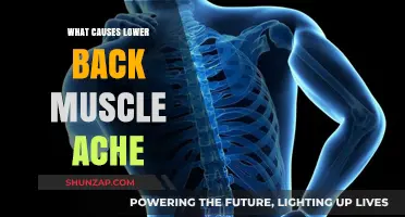 Understanding Lower Back Muscle Ache: Common Causes and Triggers