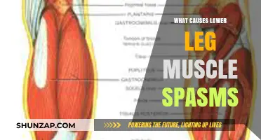 Understanding Lower Leg Muscle Spasms: Causes and Prevention Tips