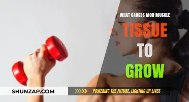 Unleashing Growth: Key Factors Driving Muscle Tissue Development Explained