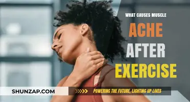 Understanding Post-Workout Muscle Soreness: Causes and Remedies Explained