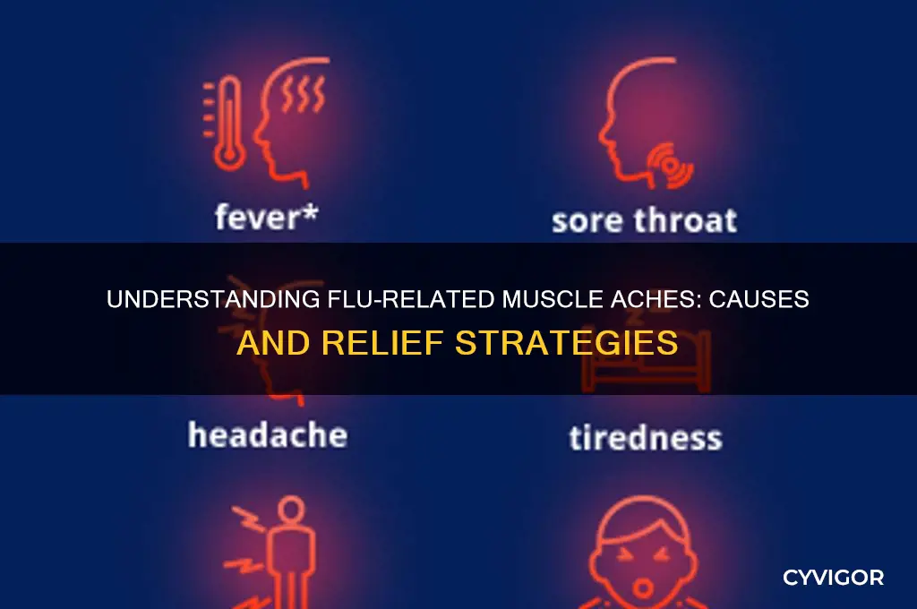 what causes muscle aches during flu