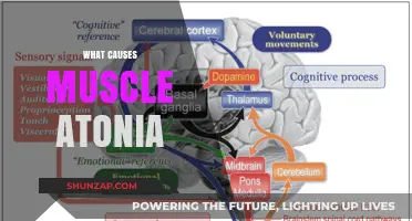 Understanding Muscle Atonia: Causes, Mechanisms, and Underlying Factors Explained