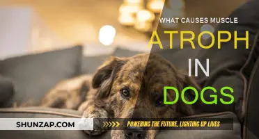 Understanding Muscle Atrophy in Dogs: Causes and Prevention