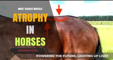Understanding Muscle Atrophy in Horses: Causes and Prevention Strategies