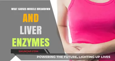 Muscle Breakdown and Elevated Liver Enzymes: Causes and Connections