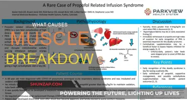 Understanding Muscle Breakdown: Causes and Prevention