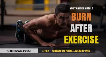 Understanding Muscle Burn: Causes and Science Behind Post-Workout Soreness