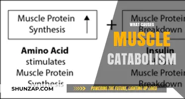 Understanding Muscle Catabolism: Causes, Prevention, and Recovery Strategies