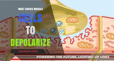 Unraveling the Triggers: What Causes Muscle Cells to Depolarize?