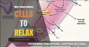 Understanding Muscle Relaxation: Key Factors Behind Cellular Unwinding