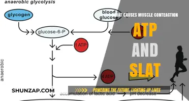 Muscle Contraction Explained: ATP and SLAT's Crucial Role in Movement