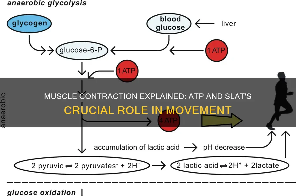 what causes muscle conteaction atp and slat
