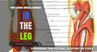 Understanding Leg Muscle Contractions: Causes and Triggers Explained