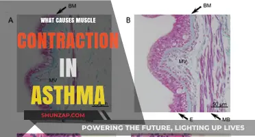Understanding Asthma: The Role of Muscle Contraction in Airways