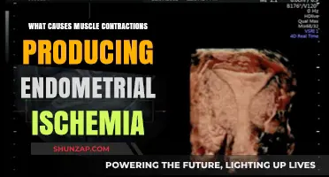 Understanding Muscle Contractions and Their Role in Endometrial Ischemia