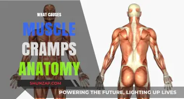 Understanding Muscle Cramps: Anatomy, Causes, and Prevention Strategies