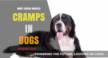 Understanding Muscle Cramps in Dogs: Causes and Prevention Tips