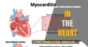 Understanding Heart Muscle Damage: Causes and Contributing Factors Explained