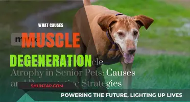 Understanding Muscle Degeneration: Causes, Risk Factors, and Prevention Strategies