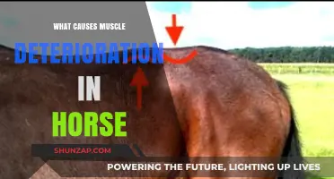 Understanding Muscle Deterioration in Horses: Causes and Prevention Tips
