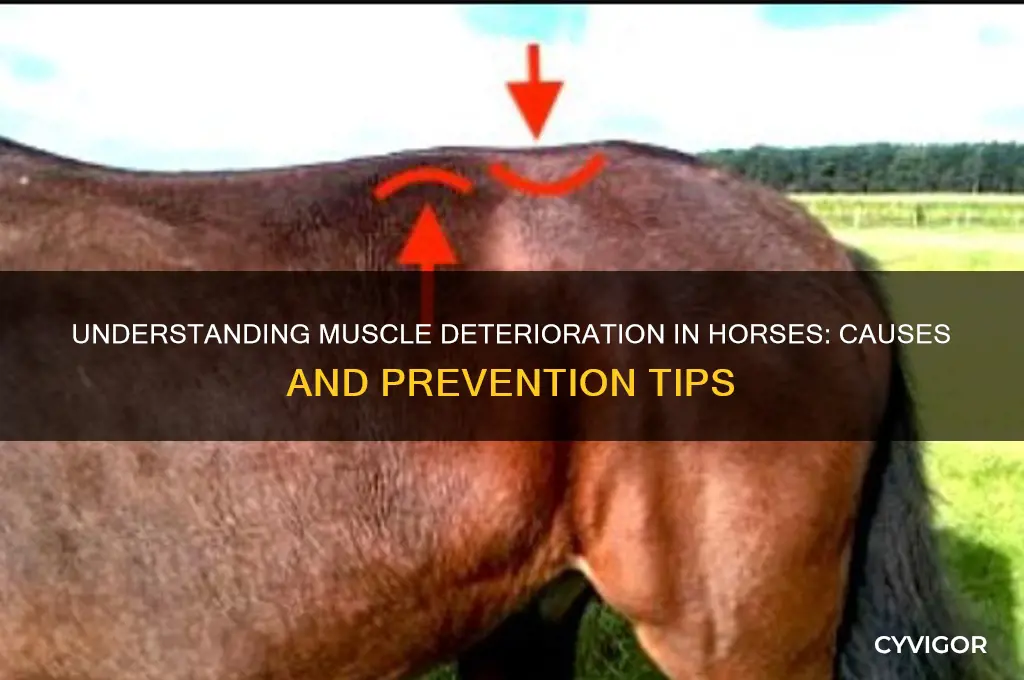 what causes muscle deterioration in horse