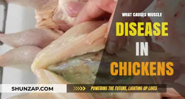 Understanding Muscle Disease in Chickens: Causes and Prevention Strategies