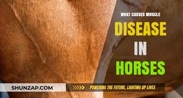 Understanding Muscle Disease in Horses: Causes and Contributing Factors