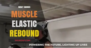Understanding Muscle Elastic Rebound: Causes and Mechanisms Explained