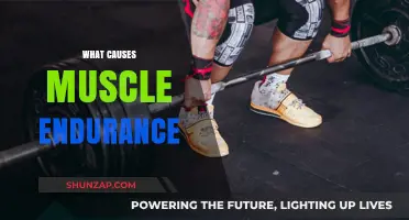 Understanding the Key Factors Behind Building Muscle Endurance
