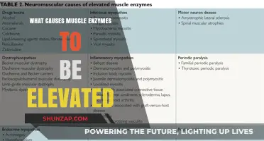 Understanding Elevated Muscle Enzymes: Causes and Health Implications