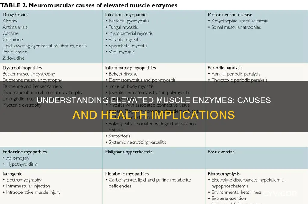 what causes muscle enzymes to be elevated