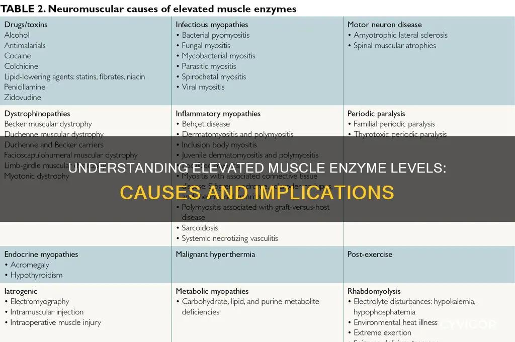 what causes muscle enzymes to go up